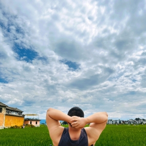 在喜洲麦田晒太阳的猪